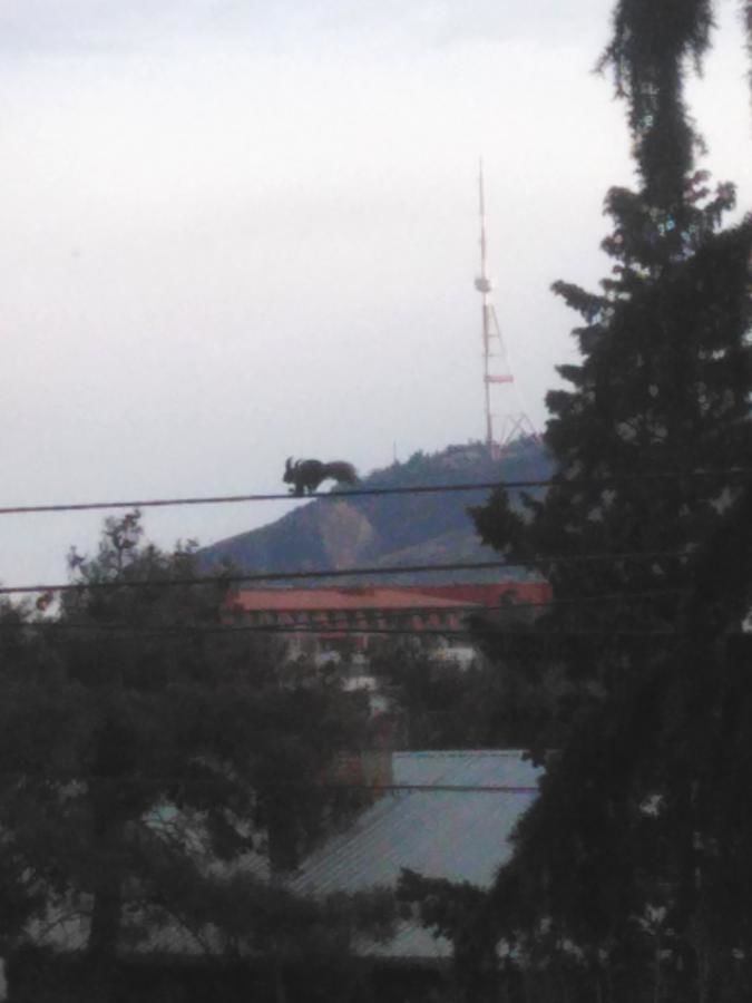 Отель Hotel Caucase Тбилиси-10